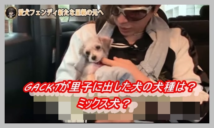犬 gackt